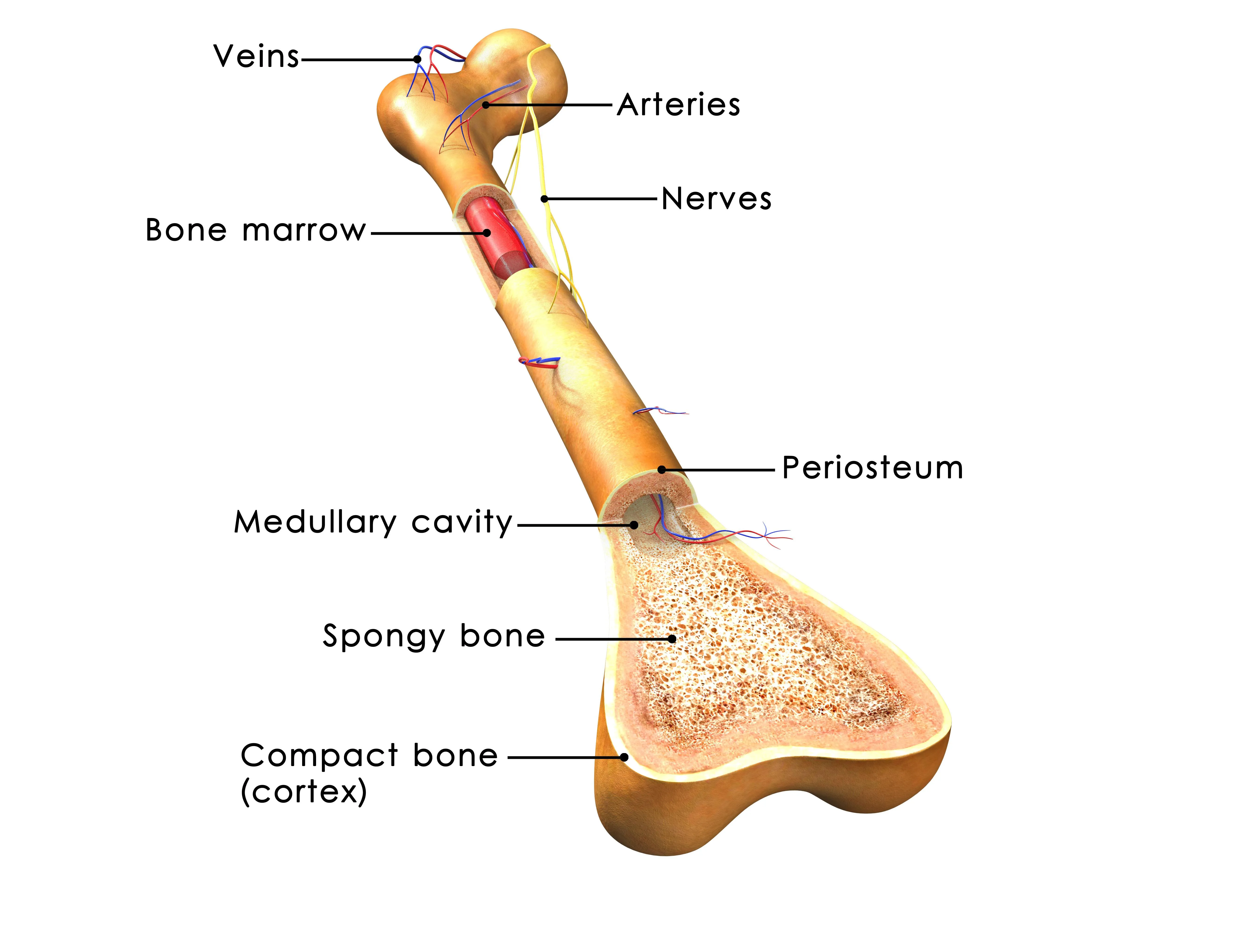 Structure of a long bone